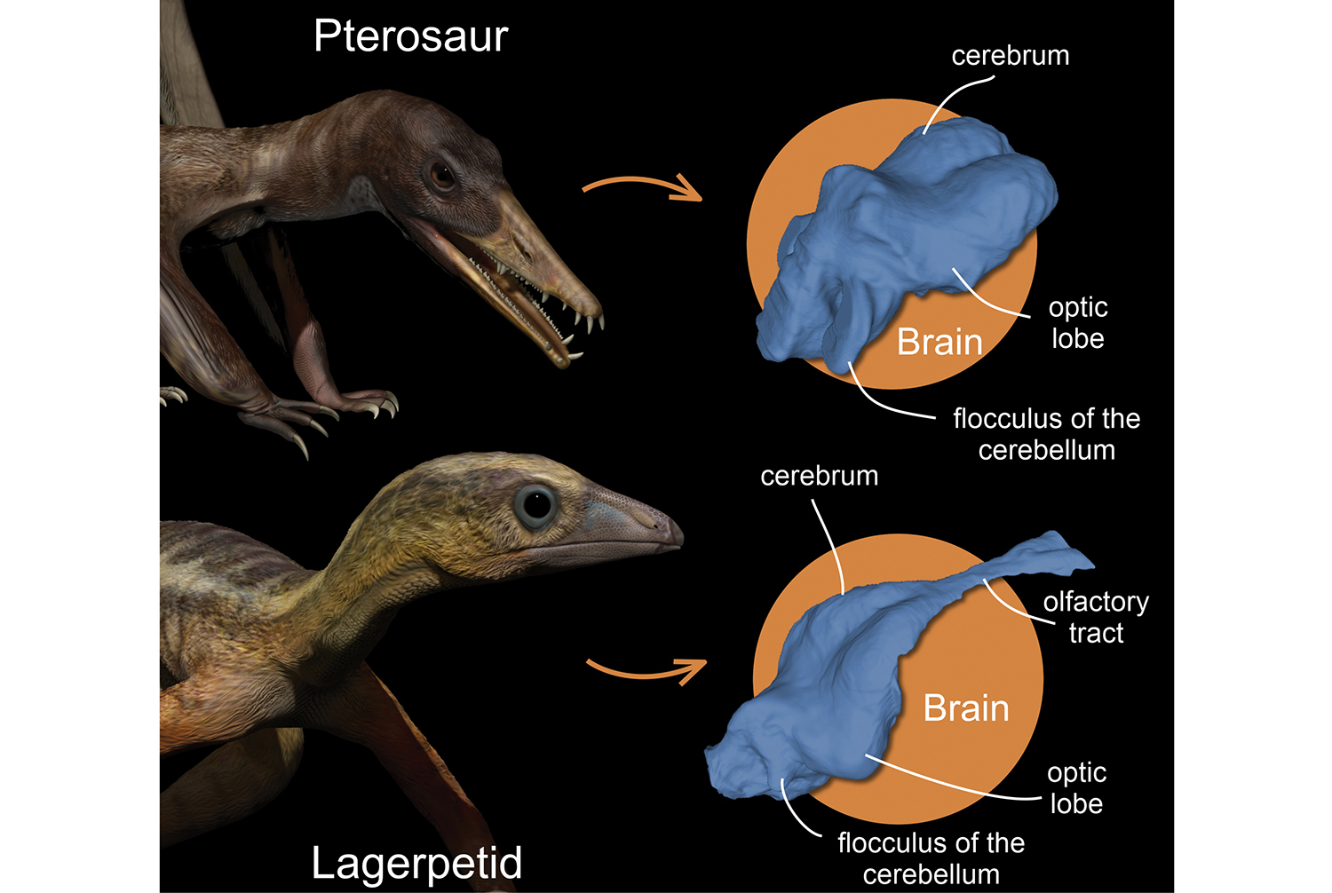 Ohio researcher co-authors new study on pterosaurs